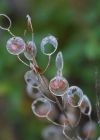 Einzelbild 8 Blasenschötchen - Alyssoides utriculata
