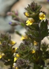 Einzelbild 6 Zwerg-Augentrost - Euphrasia minima
