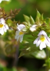 Einzelbild 7 Zwerg-Augentrost - Euphrasia minima