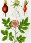 Einzelbild 8 Alpen-Hagrose - Rosa pendulina
