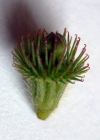 Einzelbild 6 Kleiner Odermennig - Agrimonia eupatoria