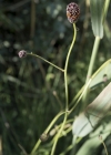 Einzelbild 5 Grosser Wiesenknopf - Sanguisorba officinalis