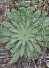 Einzelbild 5 Gemeiner Natterkopf - Echium vulgare