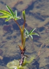 Einzelbild 5 Blutauge - Potentilla palustris