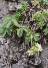 Einzelbild 6 Vielstängeliges Fingerkraut - Potentilla caulescens