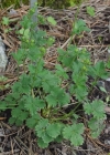 Einzelbild 5 Grossblütiges Fingerkraut - Potentilla grandiflora