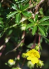 Einzelbild 5 Siebenblättriges Fingerkraut - Potentilla heptaphylla