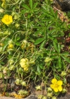 Einzelbild 7 Siebenblättriges Fingerkraut - Potentilla heptaphylla