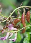 Einzelbild 5 Südlicher Tragant - Astragalus australis