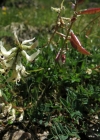 Einzelbild 6 Südlicher Tragant - Astragalus australis