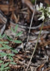Einzelbild 7 Südlicher Tragant - Astragalus australis