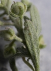 Einzelbild 7 Kelch-Steinkraut - Alyssum alyssoides