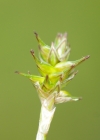 Einzelbild 3 Igelfrüchtige Segge - Carex echinata