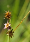 Einzelbild 4 Igelfrüchtige Segge - Carex echinata