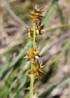 Einzelbild 1 Igelfrüchtige Segge - Carex echinata