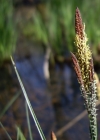 Einzelbild 6 Steife Segge - Carex elata
