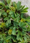 Einzelbild 6 Alpen-Gelbling - Sibbaldia procumbens