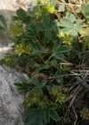 Einzelbild 7 Alpen-Gelbling - Sibbaldia procumbens