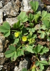 Einzelbild 8 Alpen-Gelbling - Sibbaldia procumbens