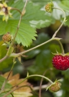 Einzelbild 6 Wald-Erdbeere - Fragaria vesca