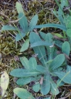 Einzelbild 5 Florentiner Habichtskraut - Hieracium piloselloides