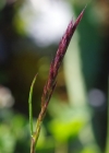 Einzelbild 4 Violetter Schwingel - Festuca violacea aggr.