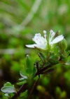 Einzelbild 8 Zweiblütiges Sandkraut - Arenaria biflora