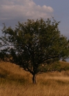 Einzelbild 6 Holz-Apfelbaum - Malus sylvestris