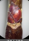Einzelbild 7 Holz-Apfelbaum - Malus sylvestris