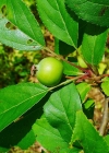 Einzelbild 8 Holz-Apfelbaum - Malus sylvestris
