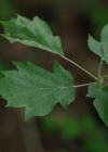 Einzelbild 6 Elsbeerbaum - Sorbus torminalis
