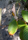 Einzelbild 5 Echter Mehlbeerbaum - Sorbus aria