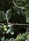 Einzelbild 7 Kahle Steinmispel - Cotoneaster integerrimus