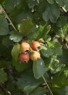 Einzelbild 8 Zweigriffeliger Weissdorn - Crataegus laevigata