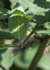 Einzelbild 5 Schwarzdorn - Prunus spinosa