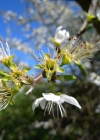 Einzelbild 6 Schwarzdorn - Prunus spinosa