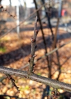 Einzelbild 7 Schwarzdorn - Prunus spinosa