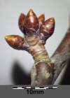 Einzelbild 5 Süsskirsche - Prunus avium
