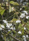 Einzelbild 7 Süsskirsche - Prunus avium