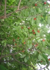 Einzelbild 8 Süsskirsche - Prunus avium