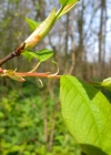 Einzelbild 6 Traubenkirsche - Prunus padus