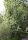 Einzelbild 8 Traubenkirsche - Prunus padus
