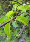Einzelbild 6 Felsenkirsche - Prunus mahaleb