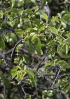 Einzelbild 7 Felsenkirsche - Prunus mahaleb