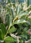 Einzelbild 7 Kirschlorbeer - Prunus laurocerasus