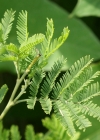 Einzelbild 5 Falsche Mimose - Acacia dealbata