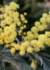 Einzelbild 6 Falsche Mimose - Acacia dealbata