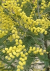 Einzelbild 8 Falsche Mimose - Acacia dealbata