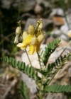 Einzelbild 8 Alpenlinse - Astragalus penduliflorus