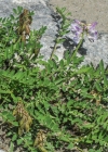 Einzelbild 8 Alpen-Tragant - Astragalus alpinus
